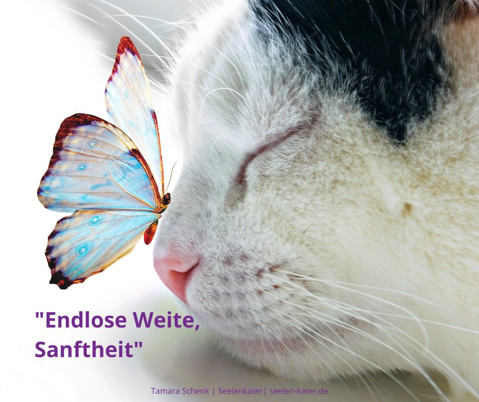 Endlose Weite, Sanftheit | Seelenkater | Tamara Schenk