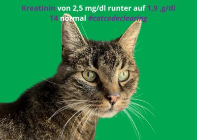 „Kreatinin von 2.5 auf 1.9 gesenkt, T4 in der Norm“ | Hubertus