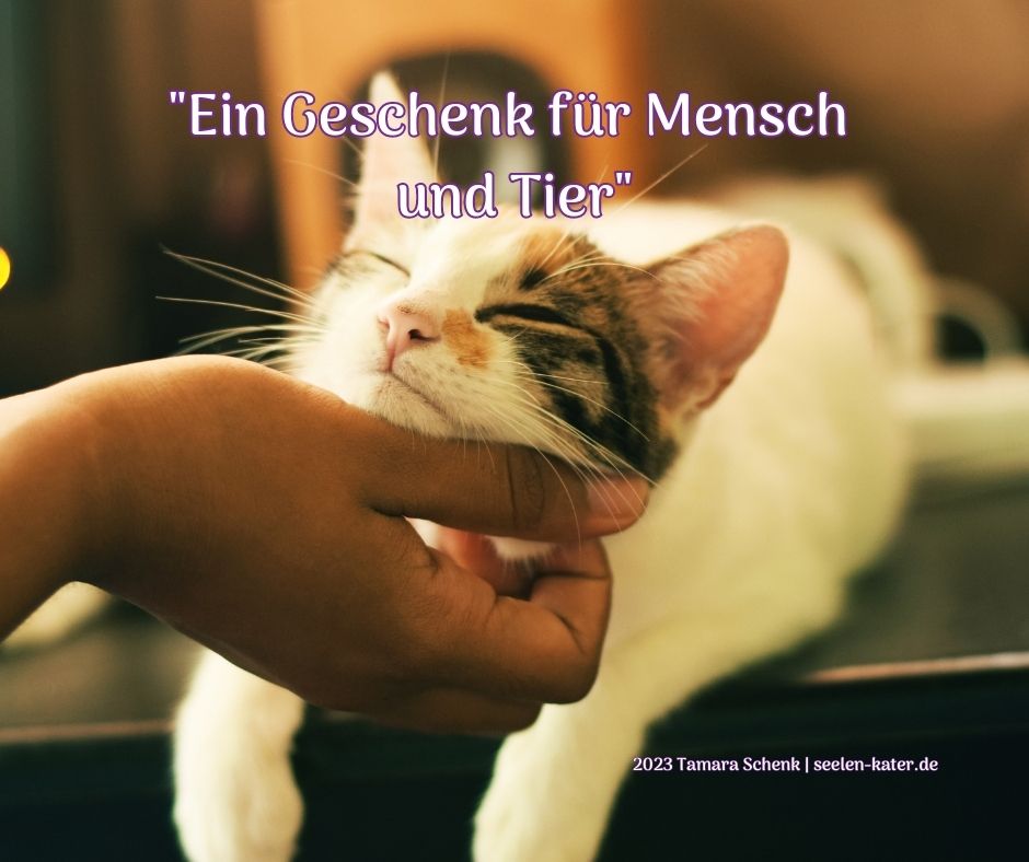 "Ein Geschenk für Mensch und Tier" | Seelenkater | Tamara Schenk